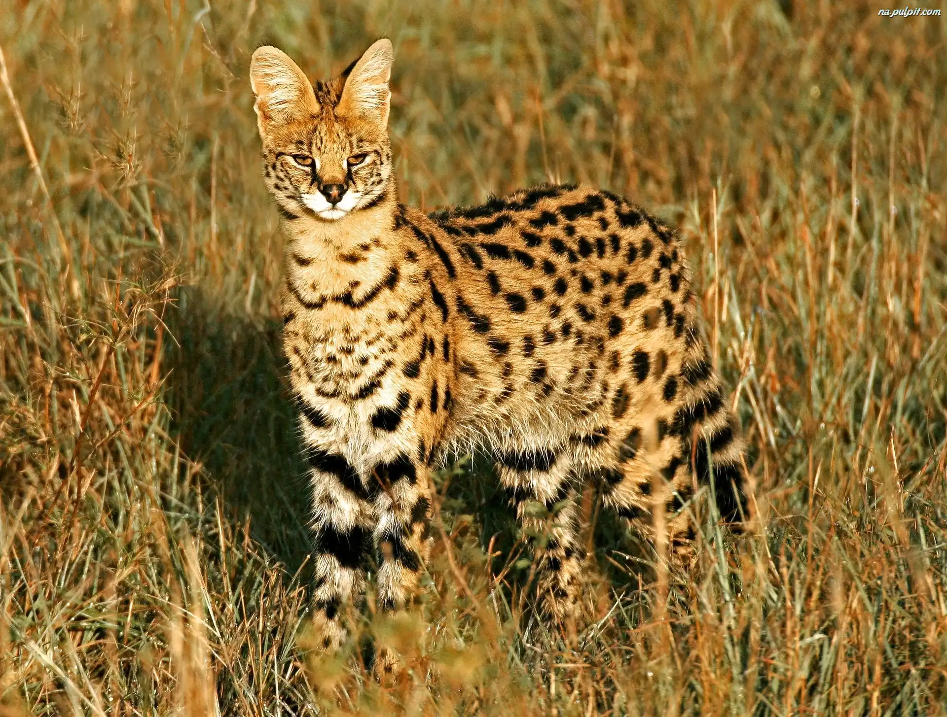 Trawa, Dziki, Ocelot